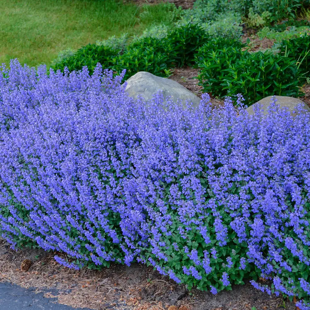 Nepeta Purrsian Blue
