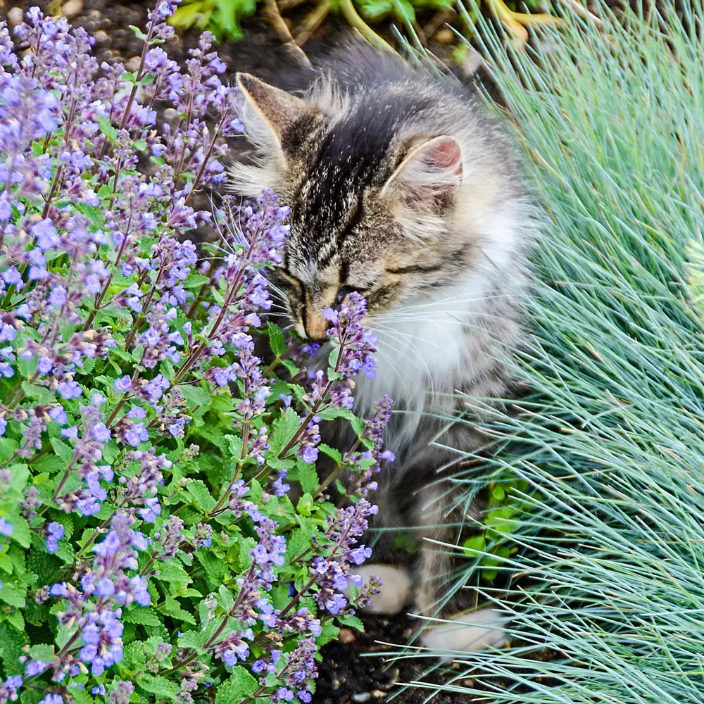 Nepeta Purrsian Blue - Image 3