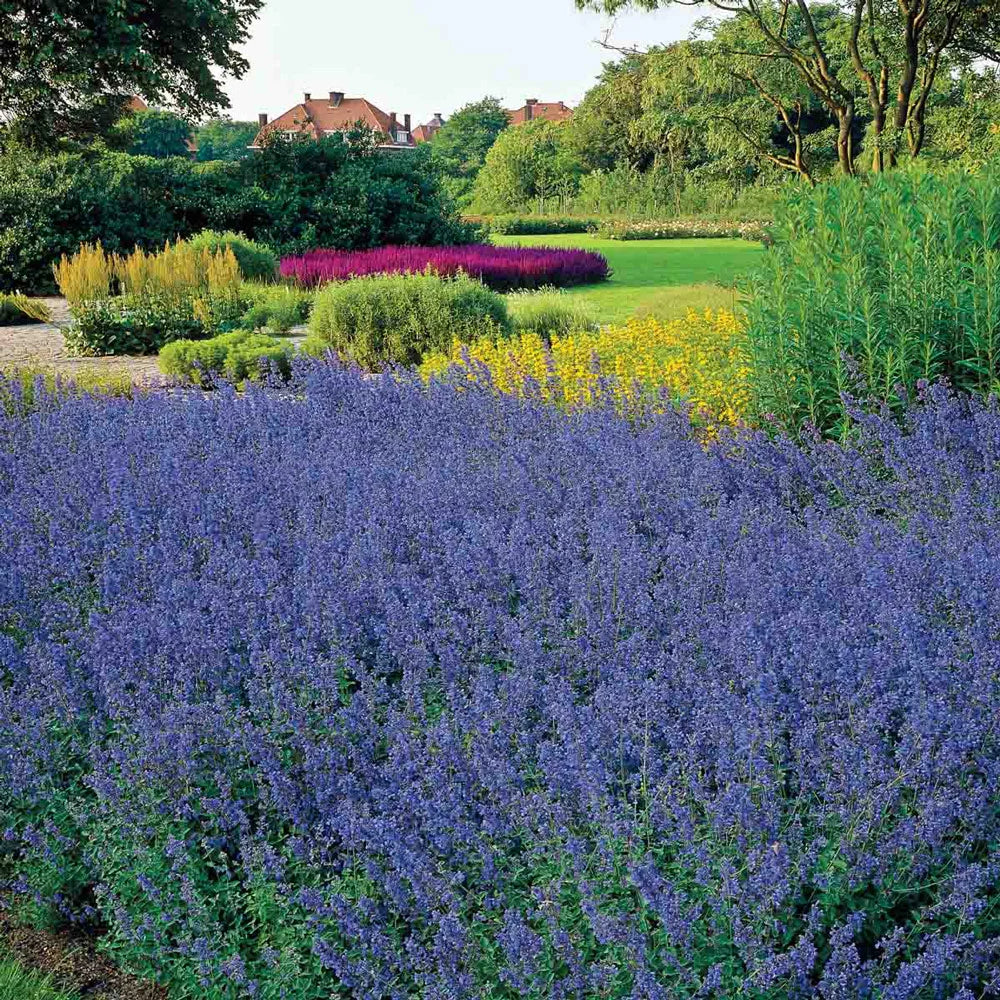 Nepeta Walker's Low - Image 3