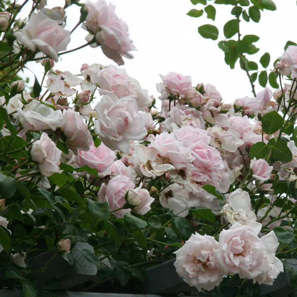 New Dawn Climbing Rose - Image 4