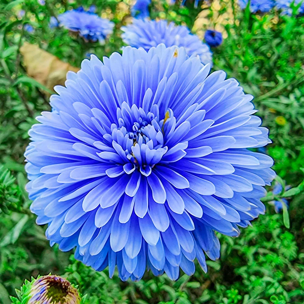 New York Aster Marie Ballard - Image 2