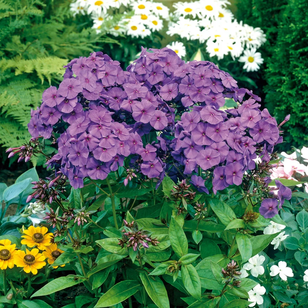 Phlox Nicki - Image 3