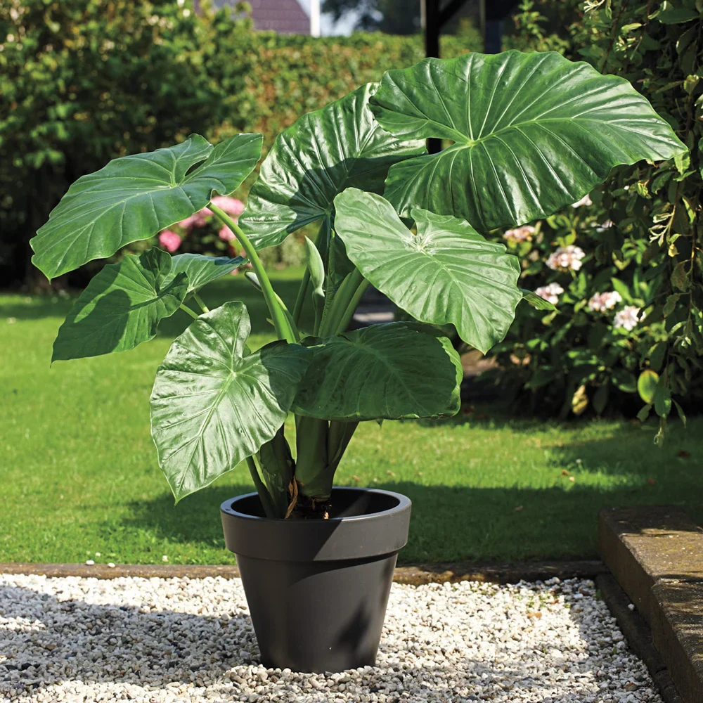 Upright Elephant Ear Odora