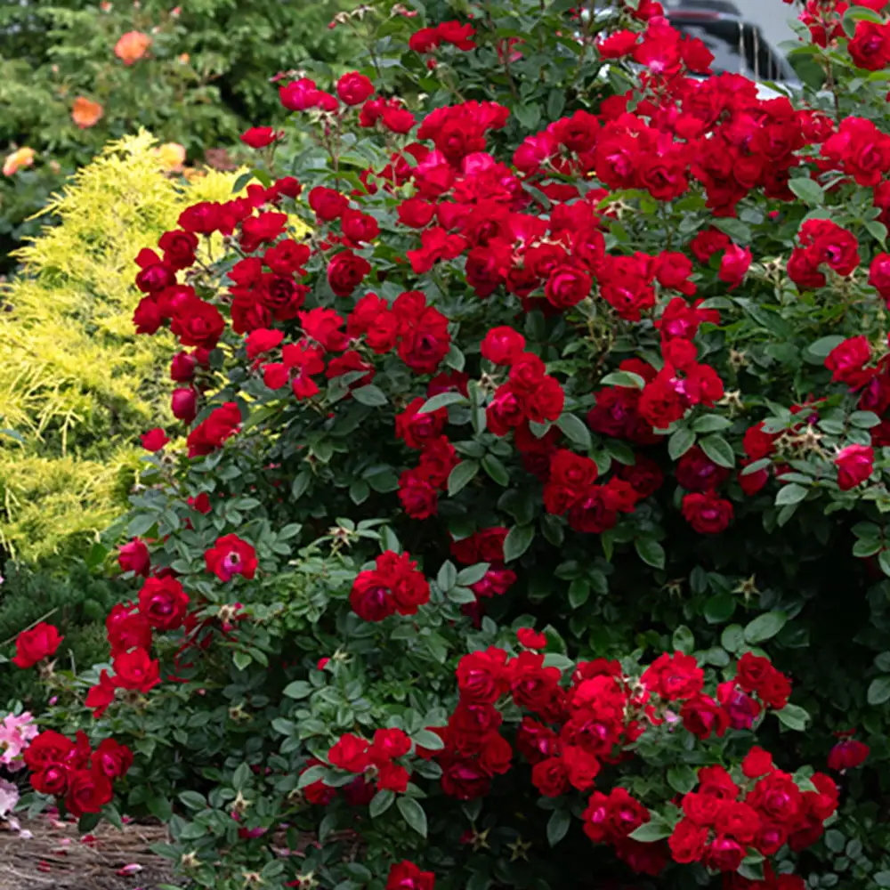 Floribunda Rose Oh My!®