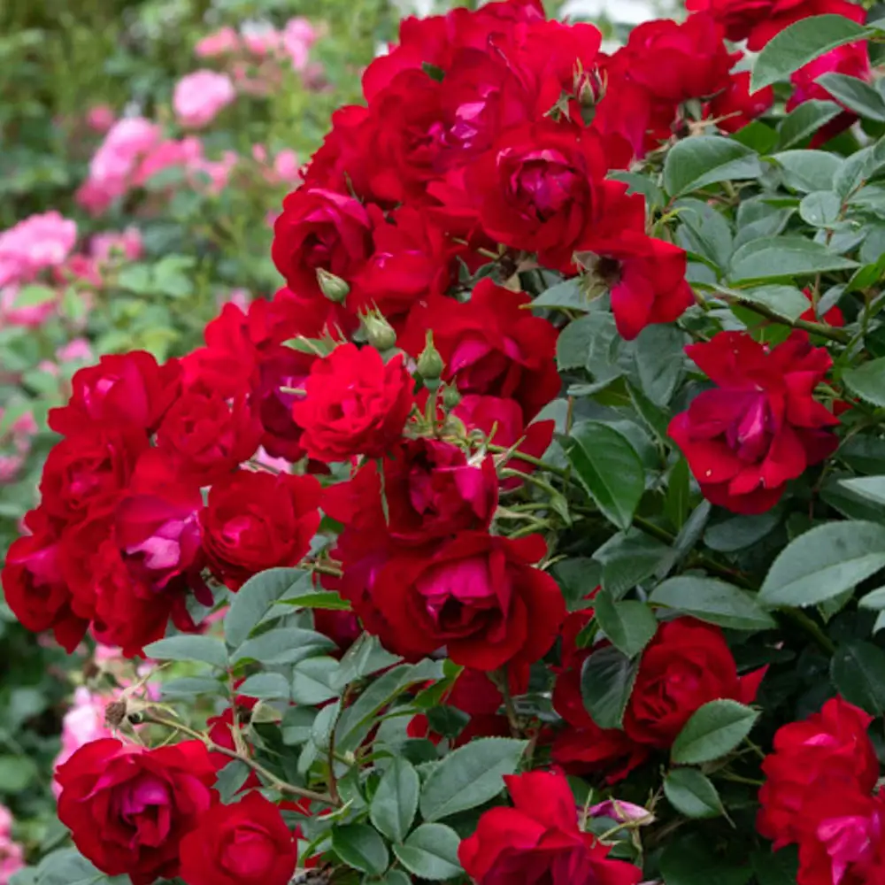 Floribunda Rose Oh My!® - Image 3