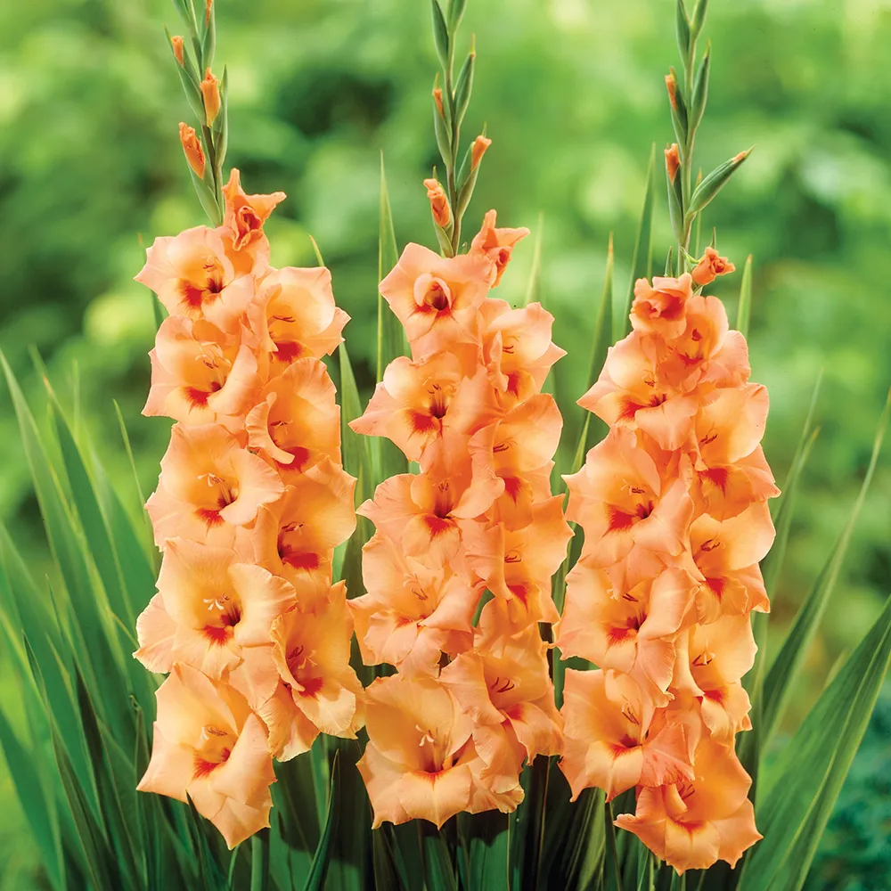 Gladiolus Peter Pears