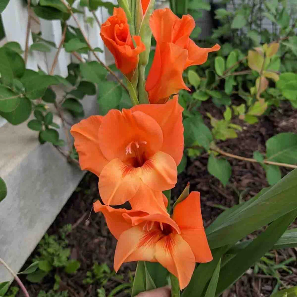 Gladiolus Peter Pears - Image 4