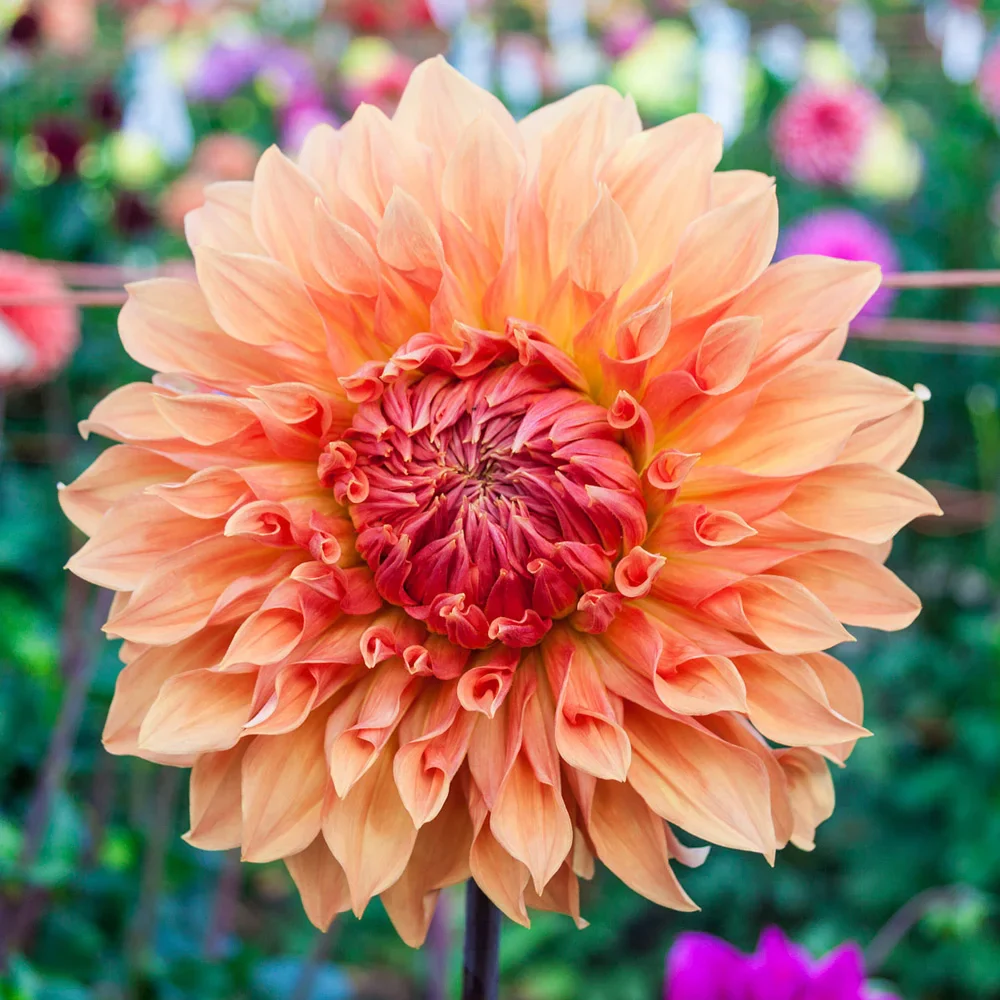 Large Decorative Dahlia Noordwijks Glory