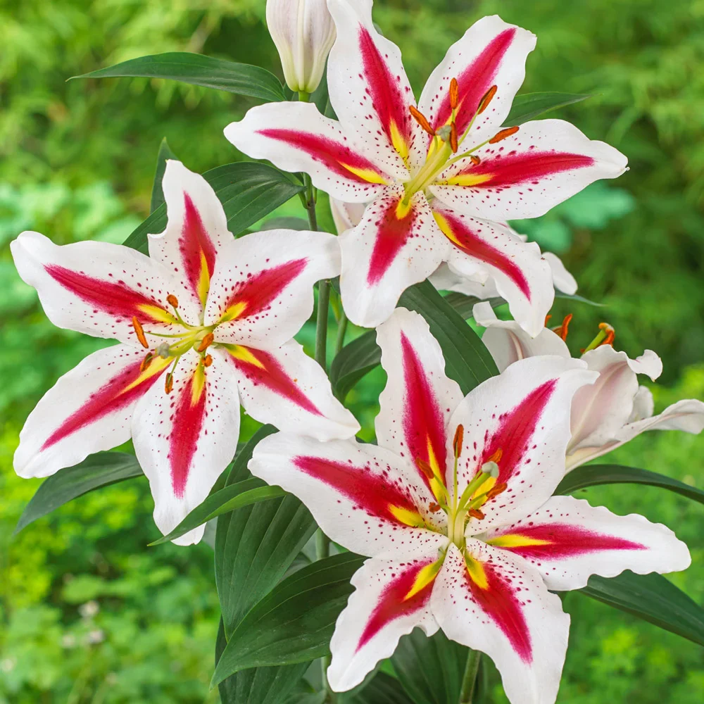Oriental Lily Big Smile
