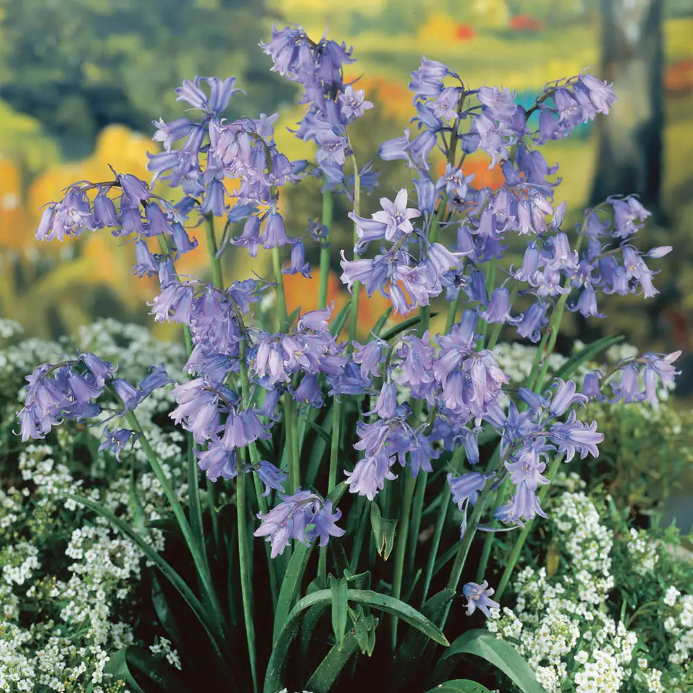 Original English Bluebells - Image 2