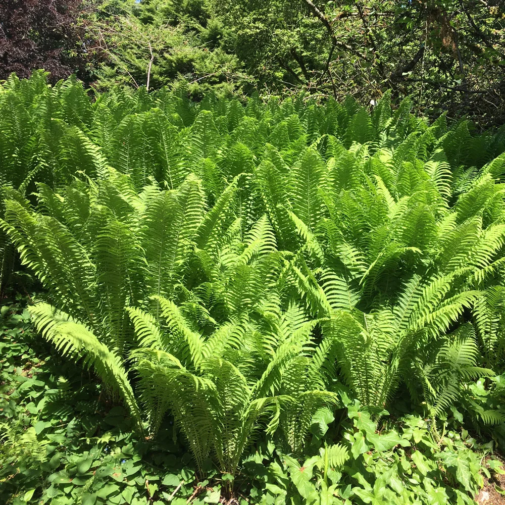 Tennessee Ostrich Fern - Image 4