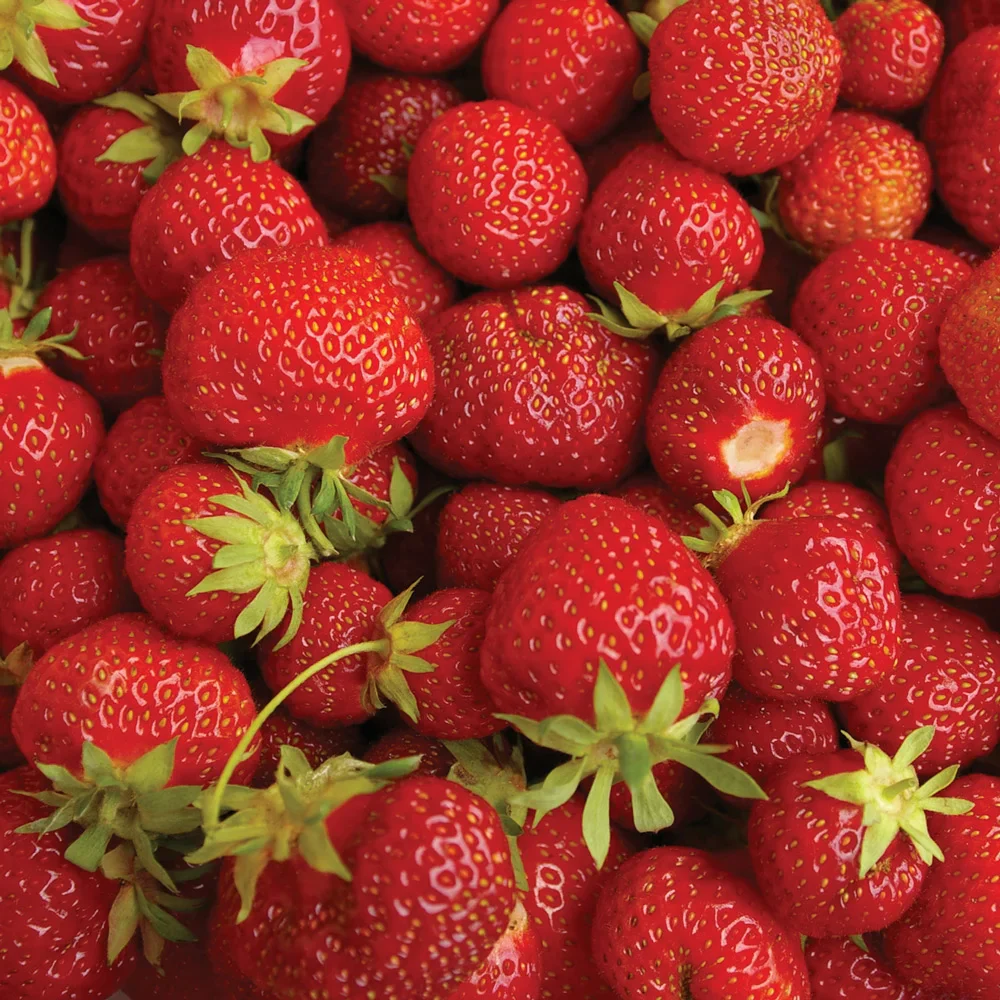 Ozark Beauty Strawberries