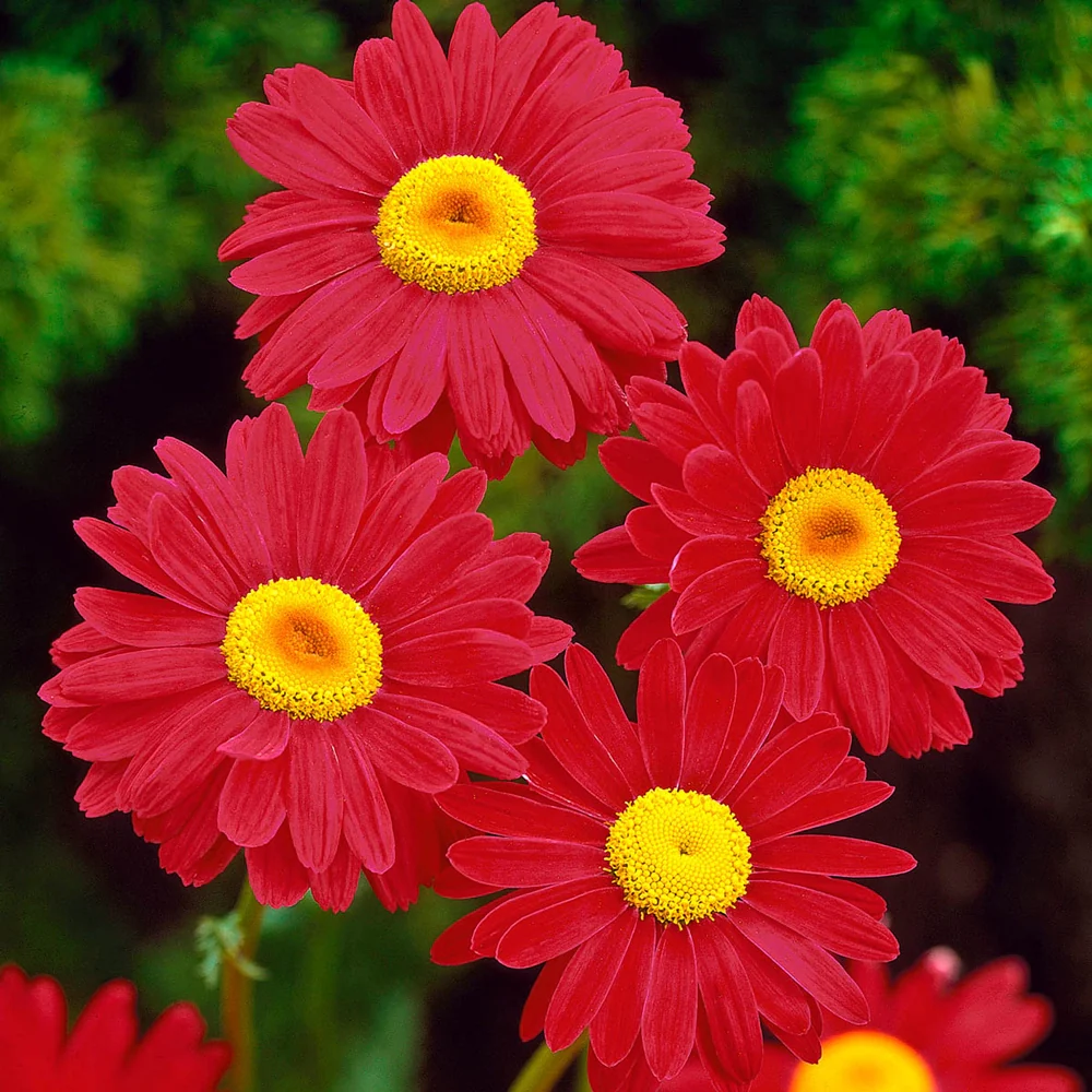 Painted Daisies - Image 2