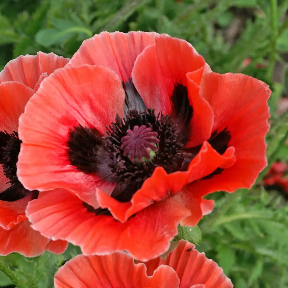 Papaver orientale Carnival - Image 2