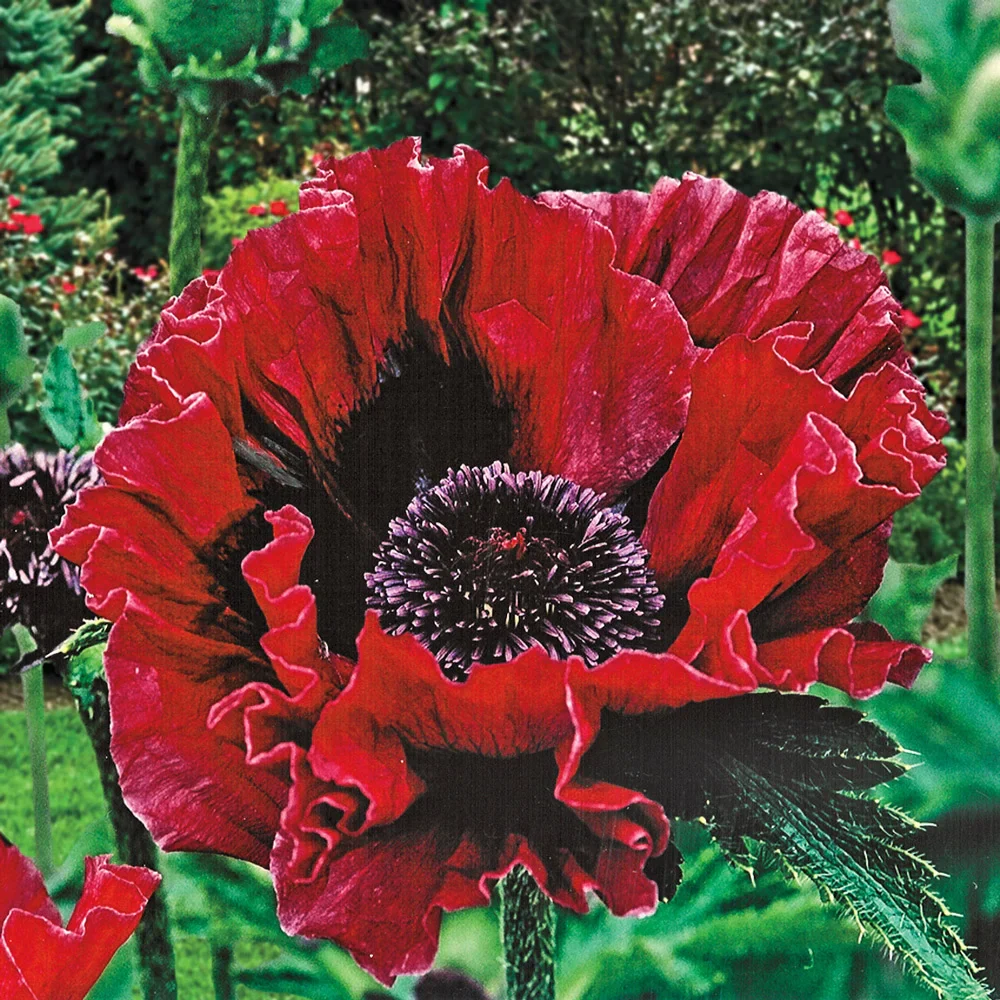 Papaver orientale Harlem (Oriental Poppy)
