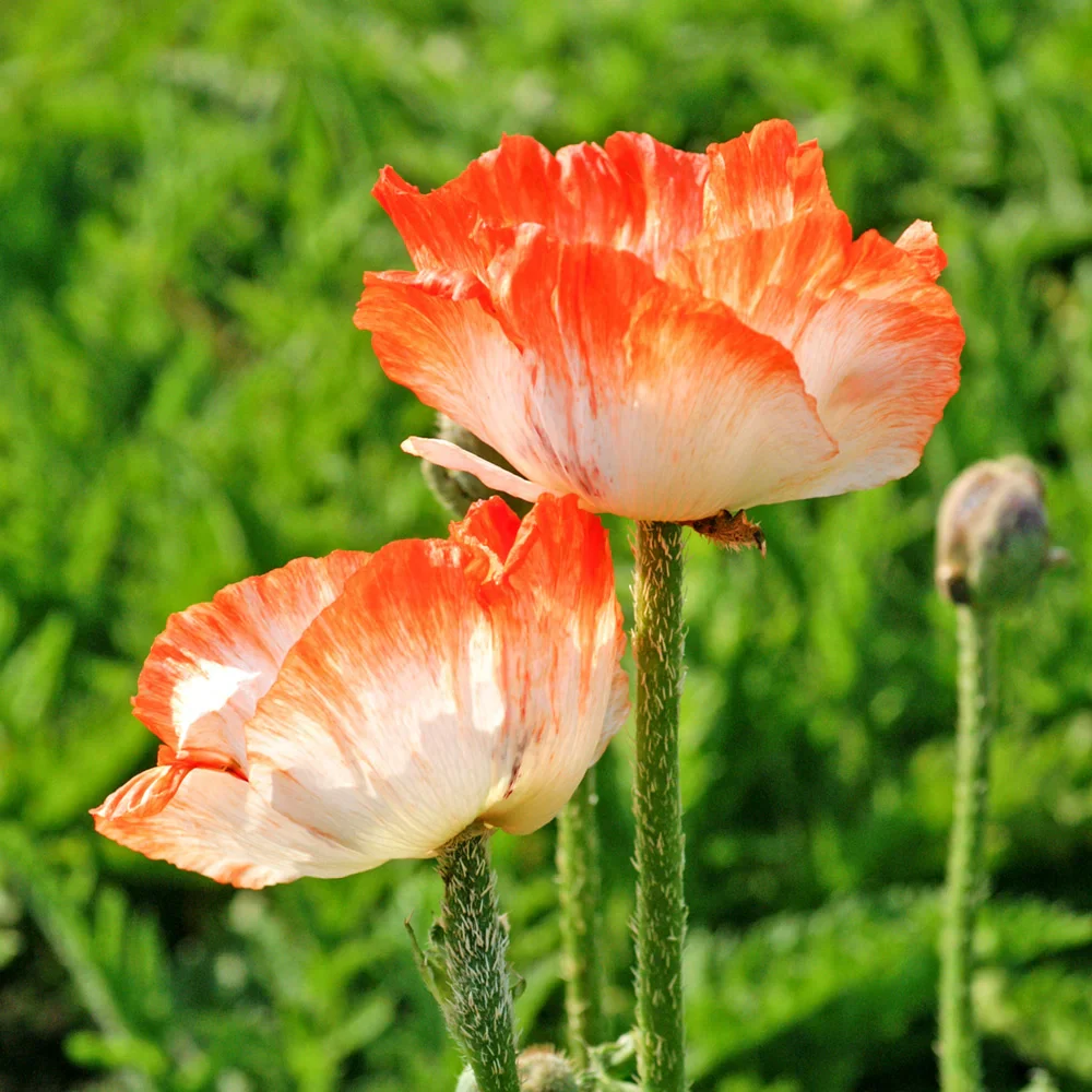 Papaver orientale Picotee - Image 2