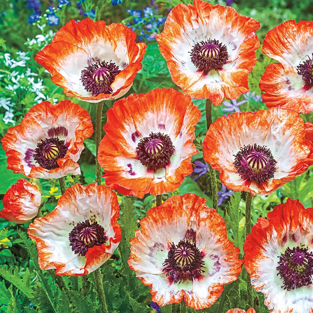 Papaver orientale Pinnacle