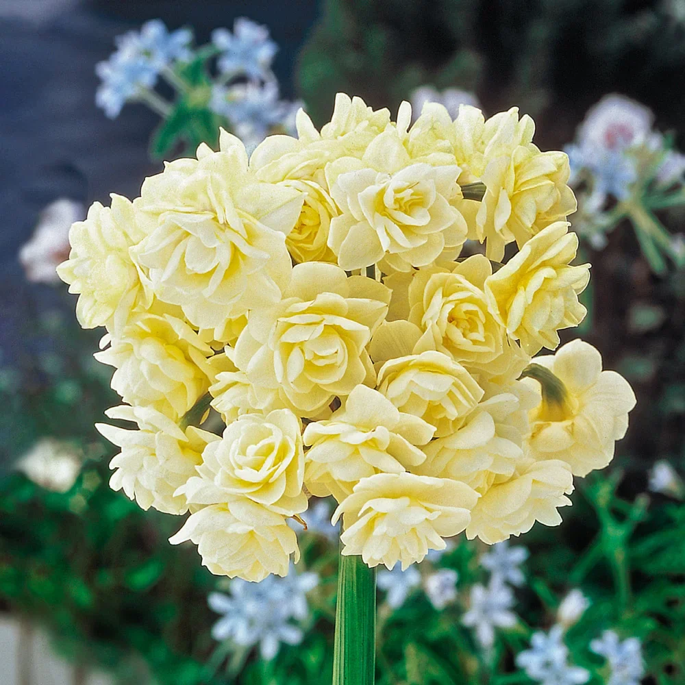 Paperwhite Narcissus Erlicheer
