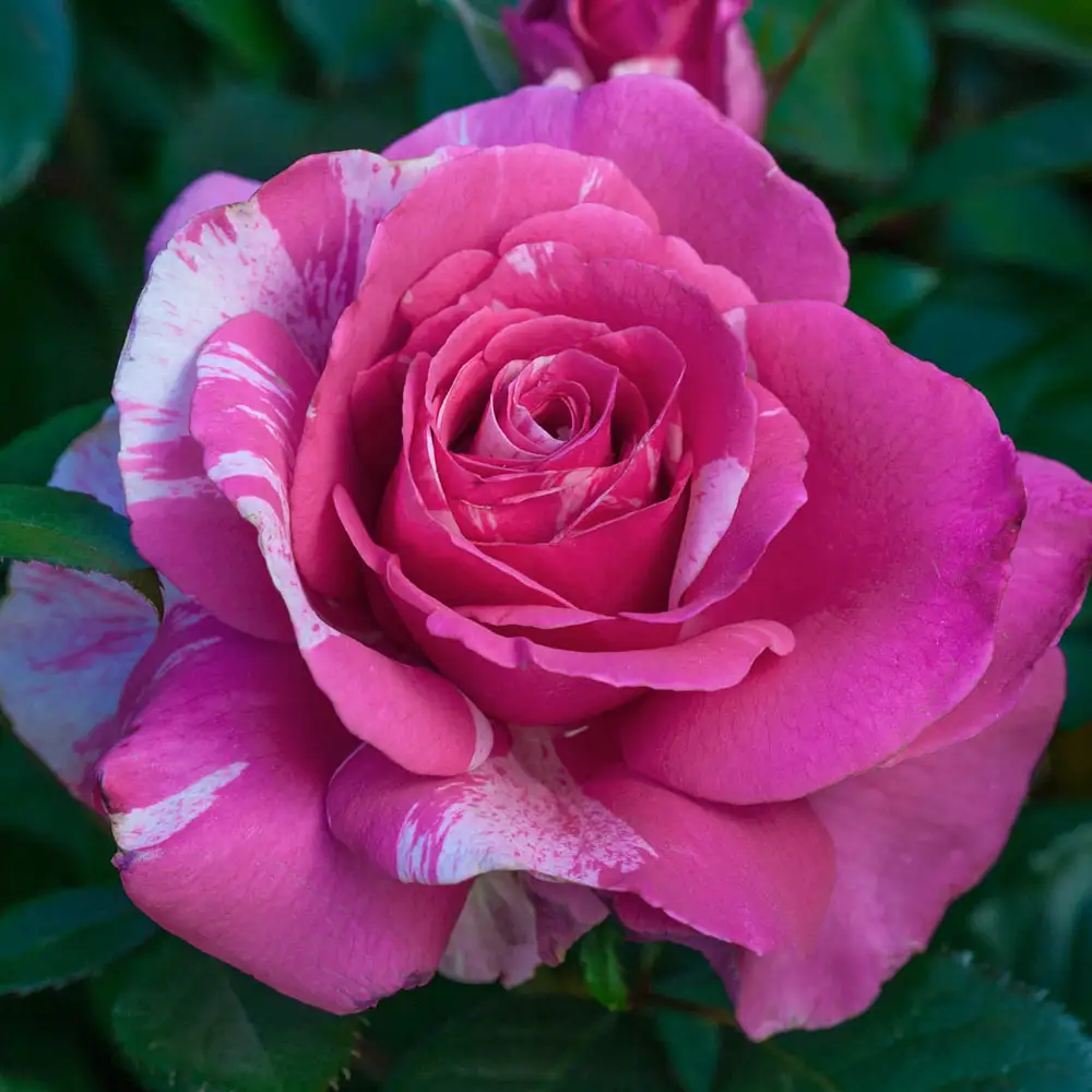 Parade Day Rose