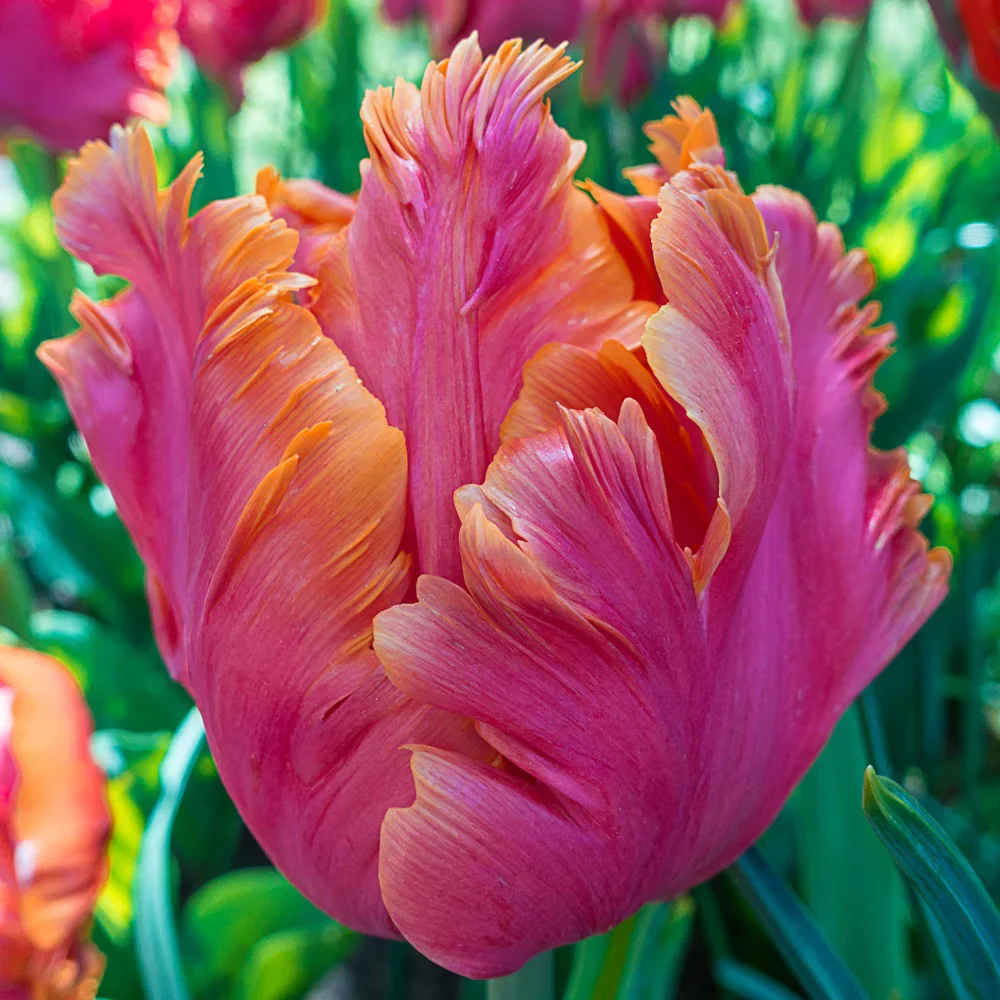 Parrot Tulip Amazing Parrot