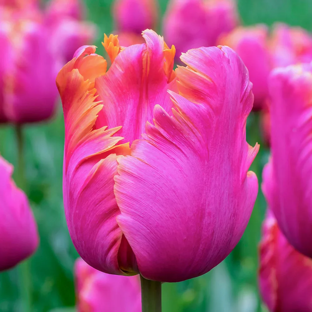 Parrot Tulip Amazing Parrot - Image 2