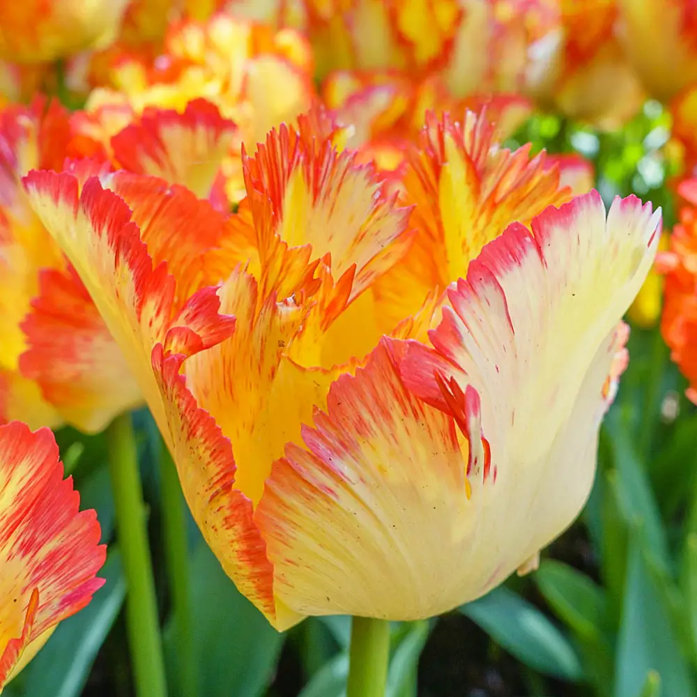 Parrot Tulip Caribbean Parrot - Image 3