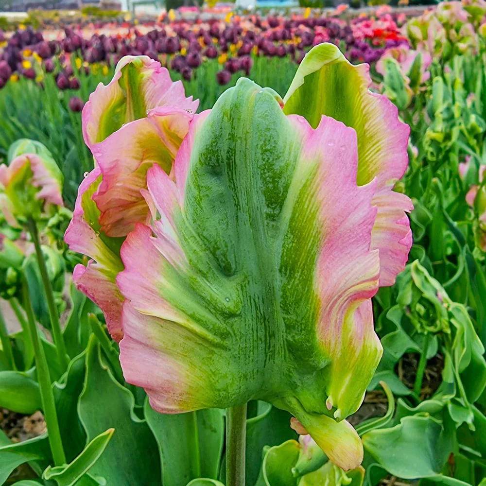 Parrot Tulip Green Wave - Image 3