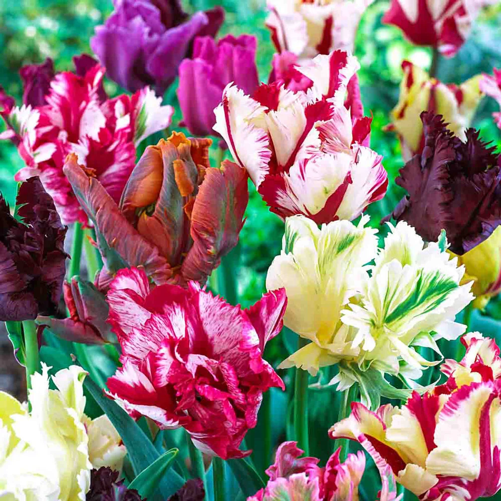 Parrot Tulip Mix - Image 2