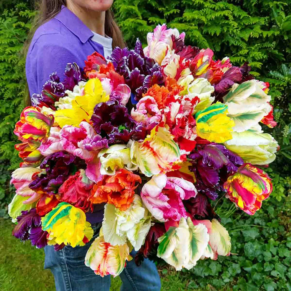 Parrot Tulip Mix - Image 4