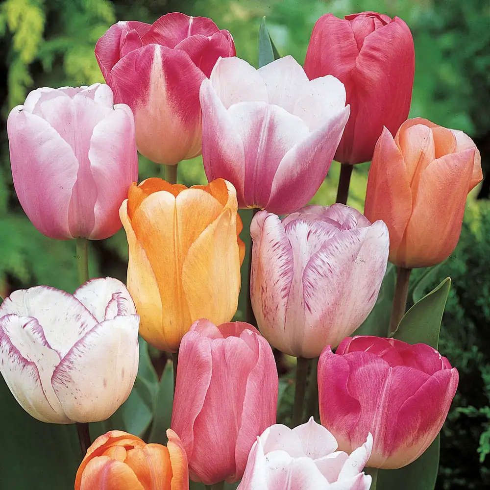 Pastel Mayflowering Tulip Mix