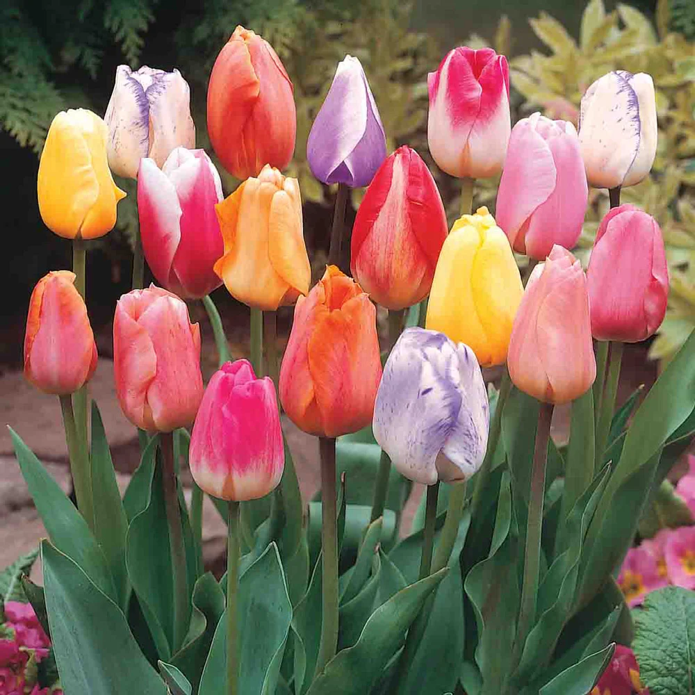 Pastel Mayflowering Tulip Mix - Image 4