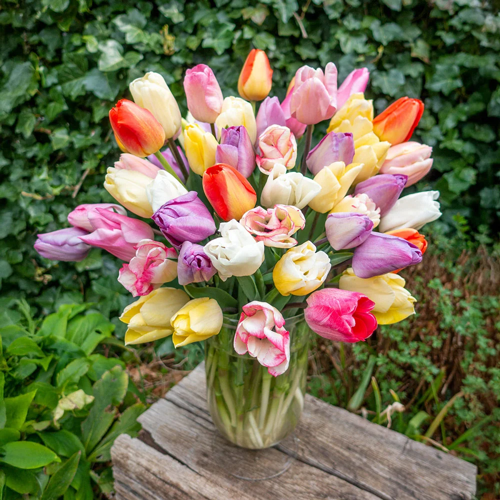 Pastel Mayflowering Tulip Mix - Image 5