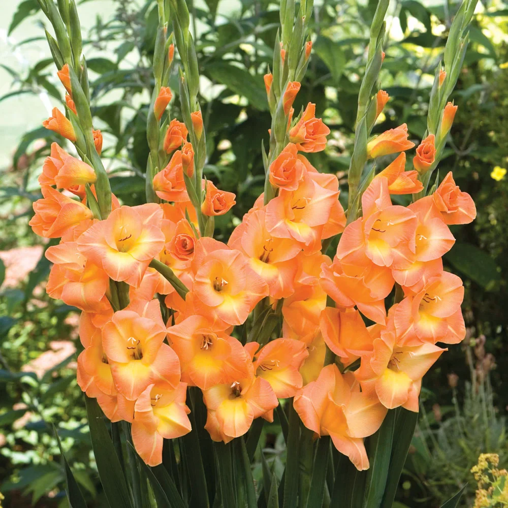 Hybrid Gladiolus Peach Melba