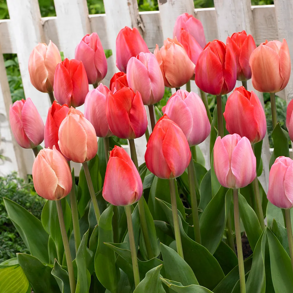 Peachy Keen Perennial Tulip Collection - Image 2