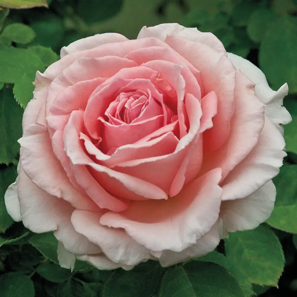 Pearly Gates™ Climbing Rose - Image 2