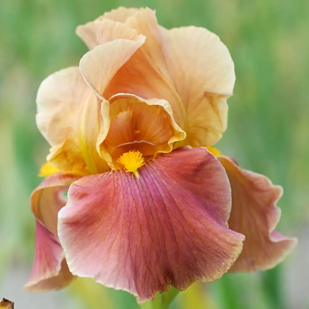 Penny Lover Bearded Iris