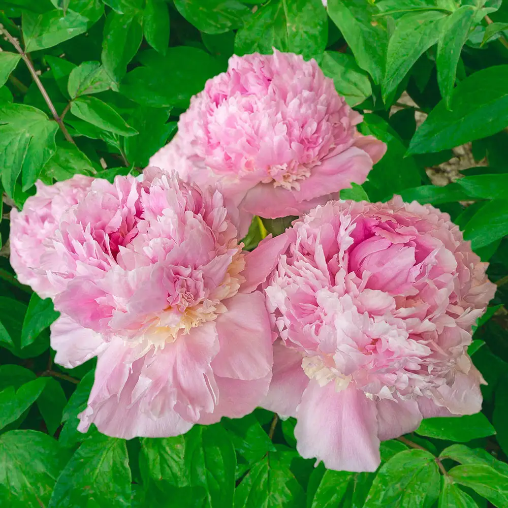 Peony Angel Cheeks - Image 2