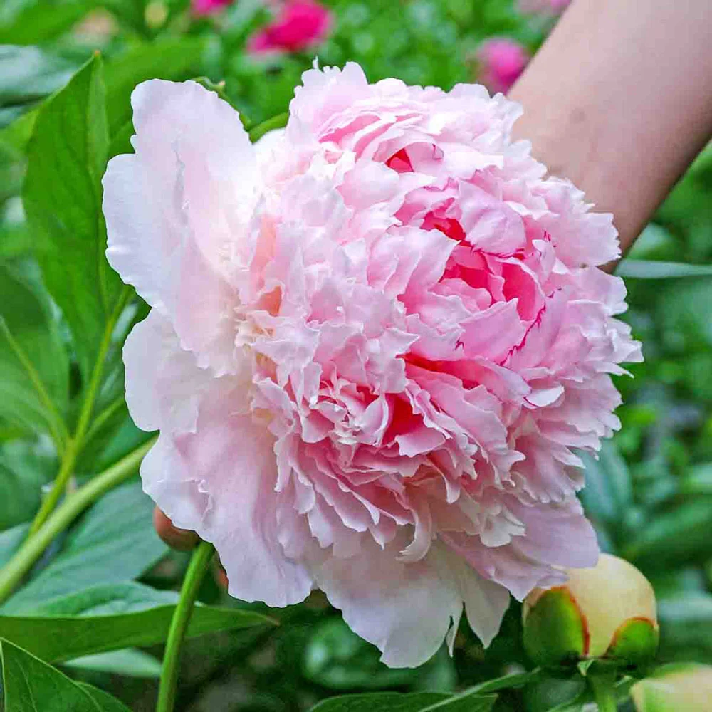 Peony Angel Cheeks - Image 4