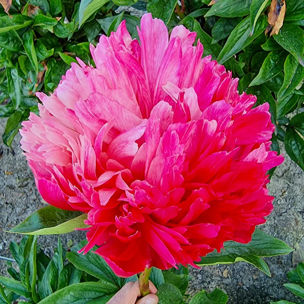 Peony Belgravia