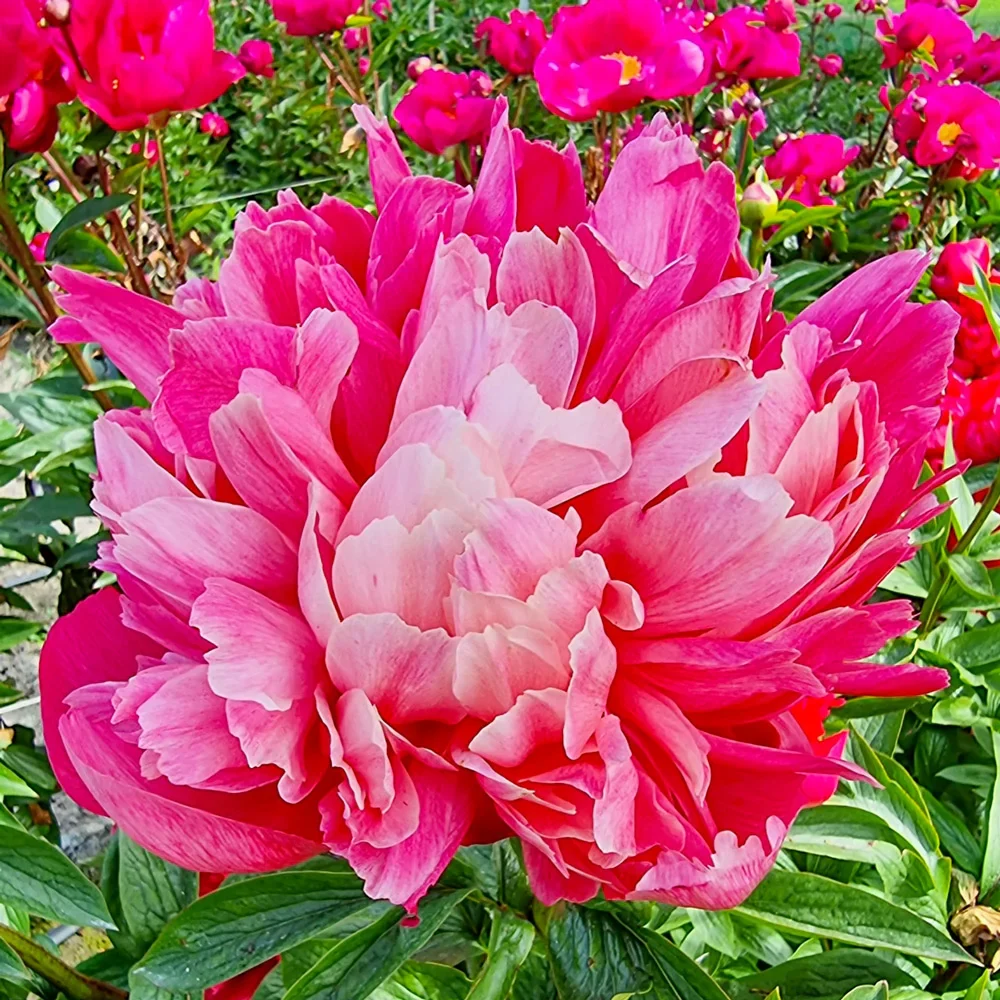 Peony Belgravia - Image 2