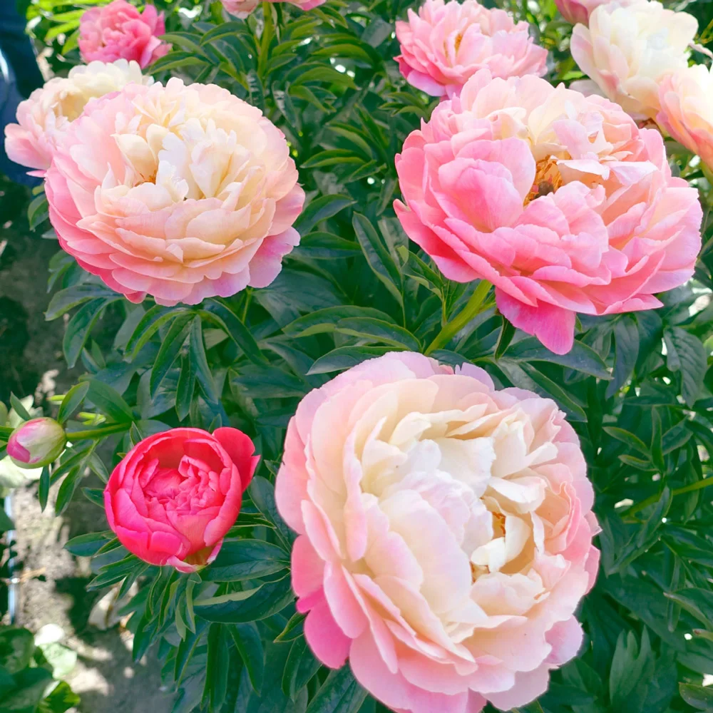 Peony Coral Charm