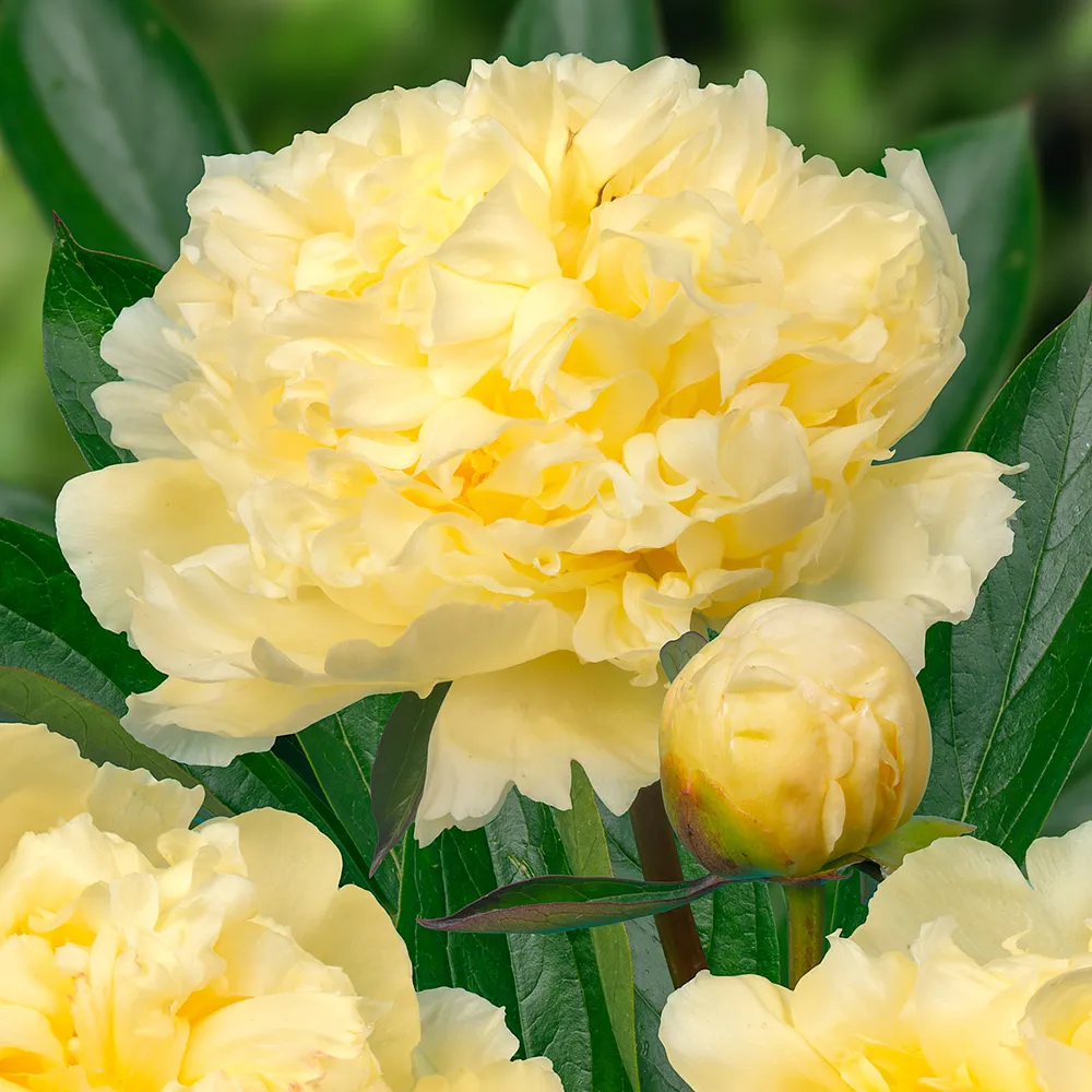 Peony Goldilocks