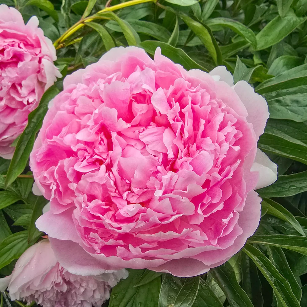 Peony Hermione - Image 2