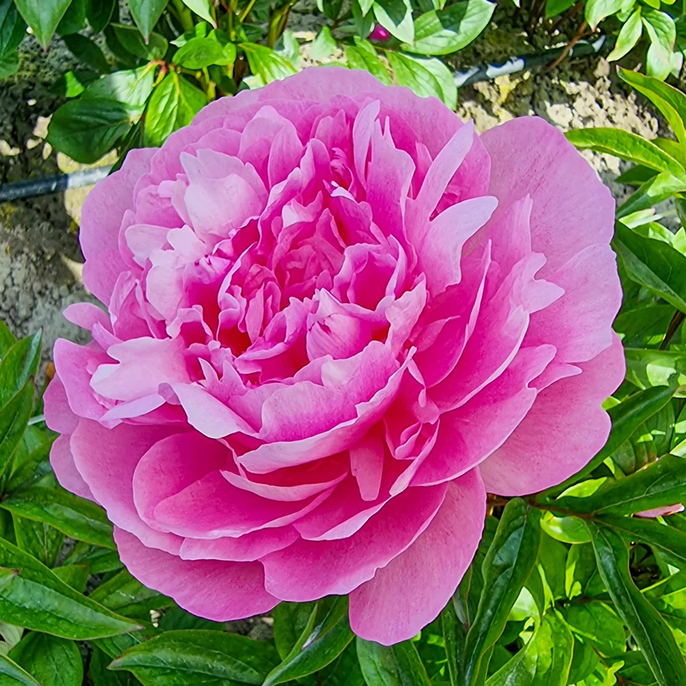 Peony Nancy Nora - Image 2
