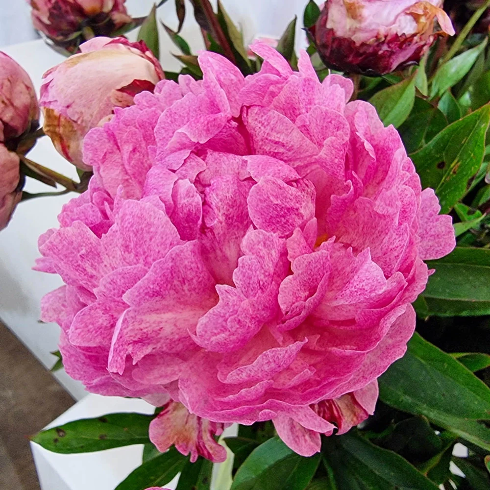 Peony Sarah Bernhardt Unique™ - Image 3