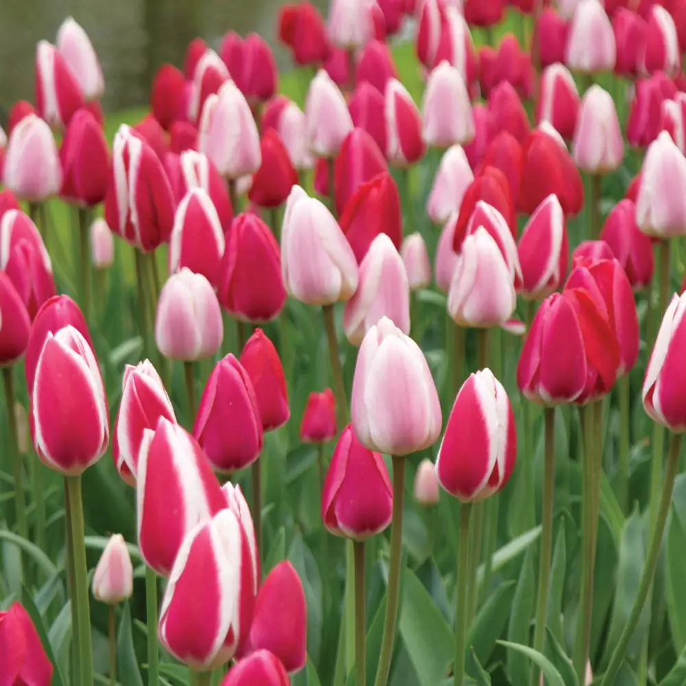 Perennial Delight Tulip Mix - Image 2