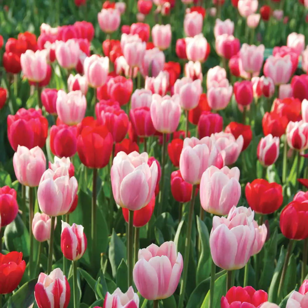 Perennial Delight Tulip Mix - Image 3