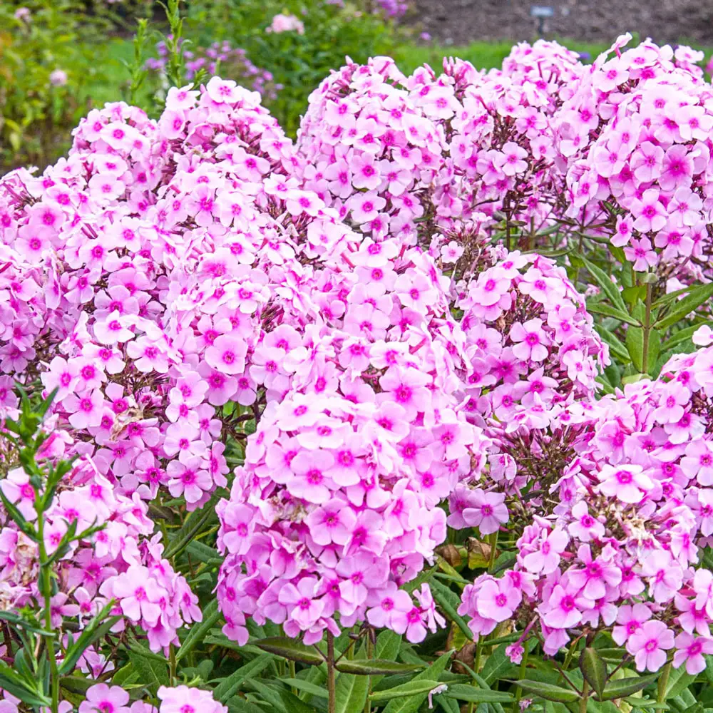 Phlox Miss Pepper - Image 3