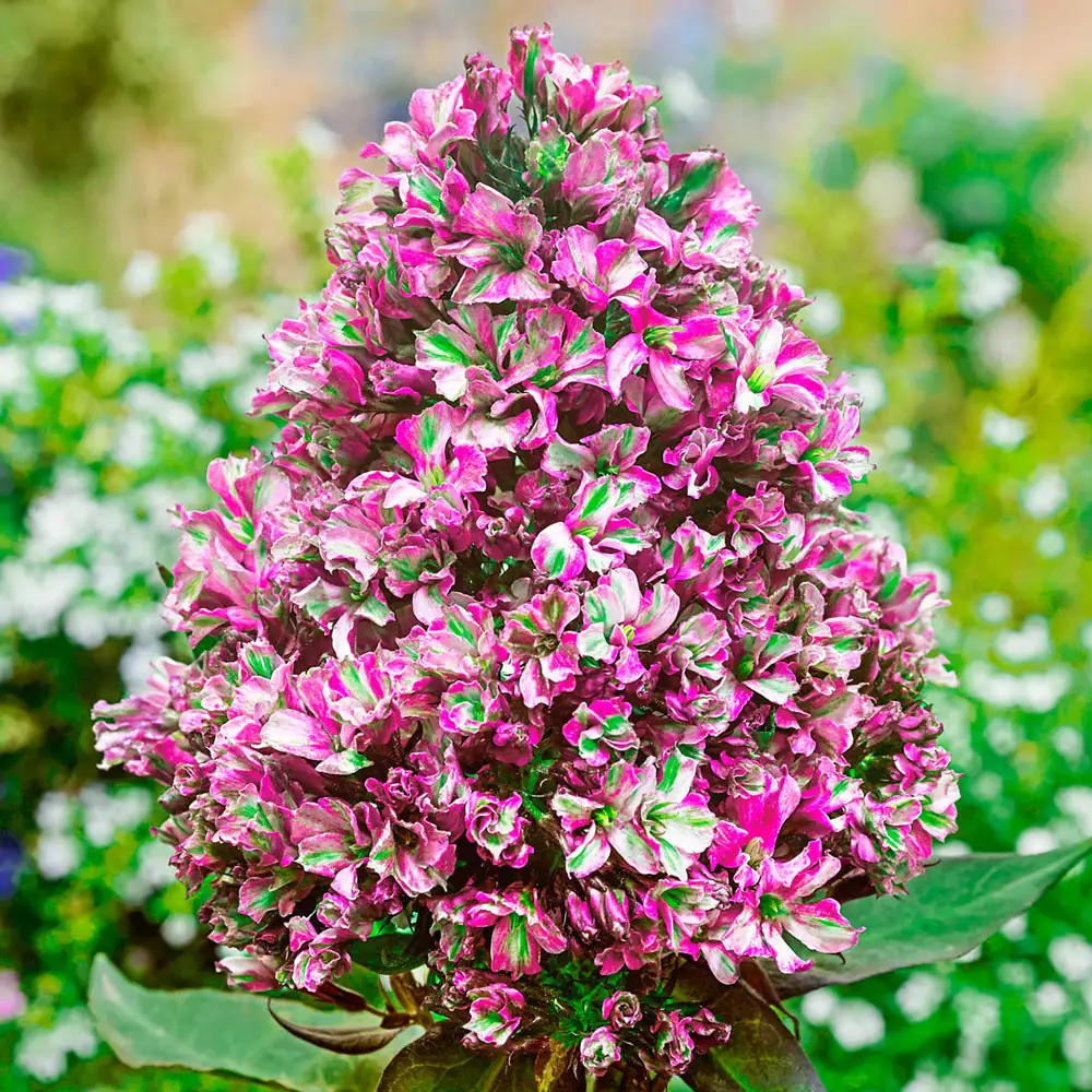 Hardy Tall Phlox Natural Feelings - Image 2