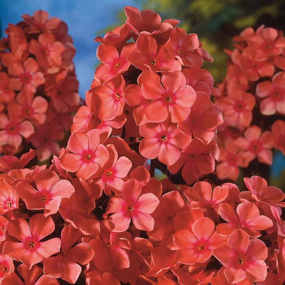 Phlox Orange Perfection